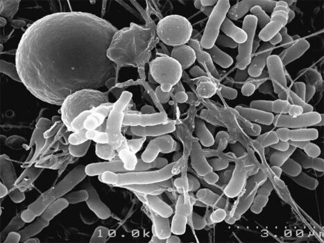 Les sucres du lait humain, des alli&eacute;s pour la vie &hellip; | Caf&eacute; des Sciences | Scoop.it