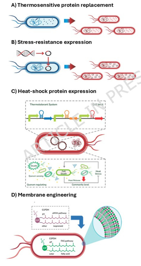Toward a systems metabolic engineering approach to improve thermotolerance of Escherichia coli | Mcf | RMH | Scoop.it