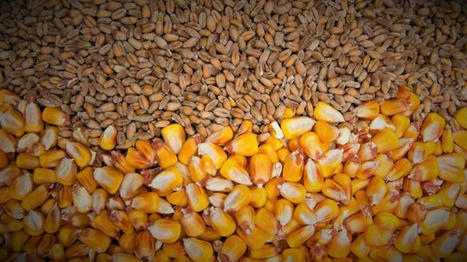 FranceAgriMer révise les chiffres de l'utilisation du blé et du maïs en FAB | Actualité Bétail | Scoop.it