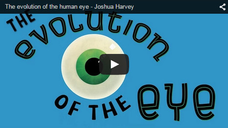 500 millones de años de evolución del ojo humano explicados en cuatro minutos | adn-dna.net: cajón de sastre | Scoop.it