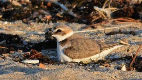  Sur la grande plage, respectez ces oiseaux rares | Les oiseaux au gré du vent | Scoop.it