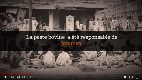 OIE: emp&ecirc;cher le retour de la peste bovine &eacute;radiqu&eacute;e en 2011 | Actualit&eacute;s de l'&eacute;levage | Scoop.it