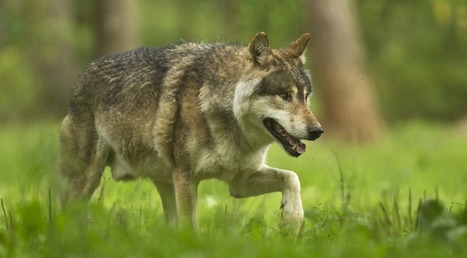 FAIT DU JOUR Au Mont Aigoual, les éleveurs crient au loup - Objectif Gard | Loup | Scoop.it