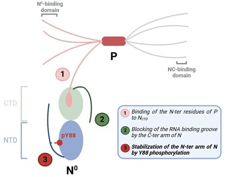 Phosphorylation de la nucléoprotéine du virus respiratoire syncytial, régulateur de conformation et fonction | Life Sciences Université Paris-Saclay | Scoop.it