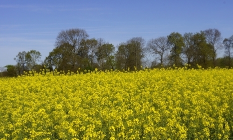 Intranet du centre Bretagne-Normandie - Projet STIRRER : augmenter la diversité génétique chez les Brassica | SCIENCES DU VEGETAL | Scoop.it