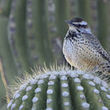 Encyclopedia of Life - Animals - Plants - Pictures & Information | Artículos CIENCIA-TECNOLOGIA | Scoop.it