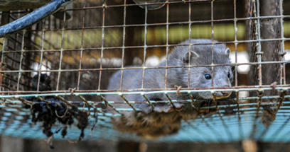 Legislation Introduced to Phase Out Dangerous Mink Farms, Reimburse Farmers | Virology News | Scoop.it