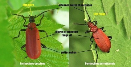 Le pyrochre ou cardinal - Quel est cet animal ? | Insect Archive | Scoop.it