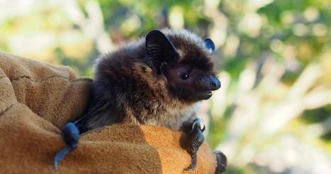 Lepakon papanoita ja p&ouml;ll&ouml;n huhuilua &ndash; uusi suomalaistutkimus | Apu | 1Uutiset - Lukemisen t&auml;hden | Scoop.it