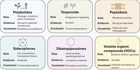 Trichoderma specialized metabolites in biocontrol: gene&ndash;metabolite links, ecological functions, and translational bottlenecks | mre | RMH | Scoop.it