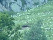 Ensauvagement, cohabitation, signes prémonitoires du déclin montagnard ou révélation de nouvelles valeurs sociétales? | Pastoralisme Ours Loups Lynx | Scoop.it