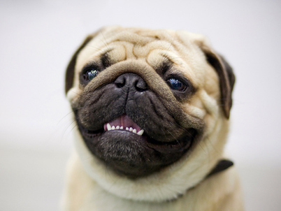 Teeth Dents In Modern Dog Training Methods And Dog