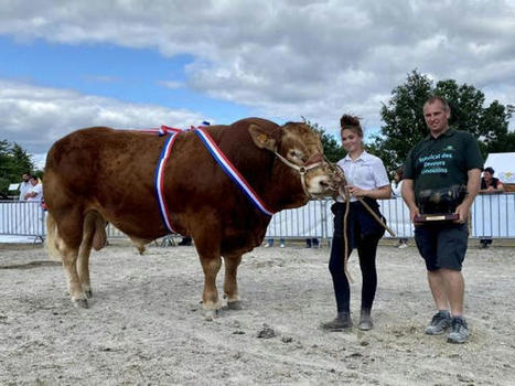 La Souterraine: les plus bovins de race limousine étaient réunis en Creuse, samedi, pour le Festival des limousines | Actualité Bétail | Scoop.it