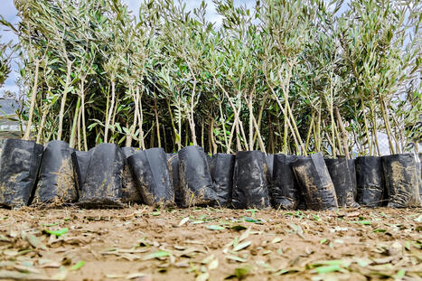 El COI y Crop Trust refuerzan la cooperaci&oacute;n para conservar la diversidad gen&eacute;tica del olivo | OLIVE NEWS | Scoop.it