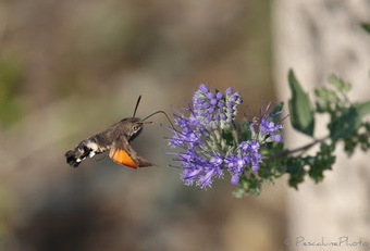 Moro Sphinx (Macroglossum stellatarum), Hummingbird Hawk-moth | Camargue Nature | Scoop.it