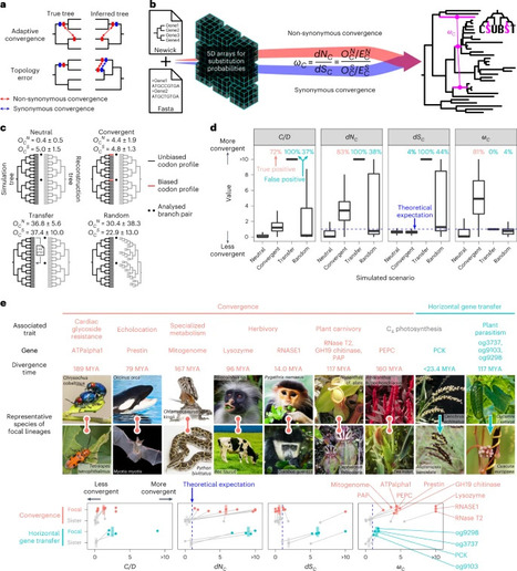 Comment fonctionne l'évolution : Défis et solutions pour la détection de la convergence moléculaire | EntomoNews | Scoop.it