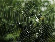 Researchers link patterns seen in spider silk, melodies | Science News | Scoop.it