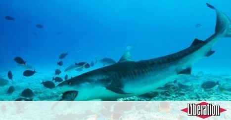 «On a vu des requins avec parfois six hameçons plantés dans la gueule» - Libération | Biodiversité | Scoop.it