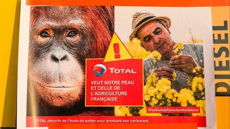 Huile de palme : 50 sénateurs affichent leur soutien aux agriculteurs | Huiles végétales | Scoop.it