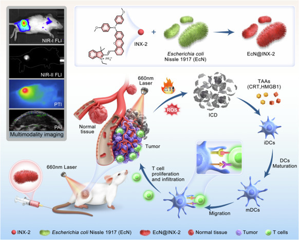 Aggregation induced emission luminogen bacteria...