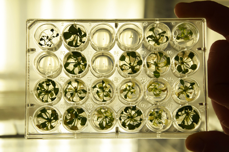 Une bourse ERC Synergy pour comprendre les communautés phytopathogènes : une piste pour l’agriculture personnalisée - INRAE INSTIT | Pour innover en agriculture | Scoop.it