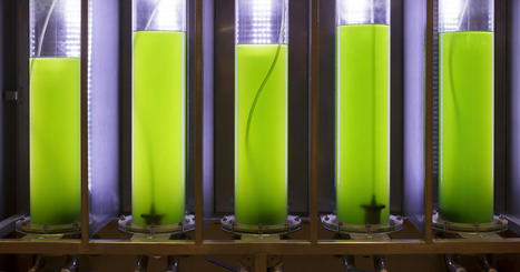 Un appel à projets pour soutenir les produits biosourcés - Actu Environnement | Pour innover en agriculture | Scoop.it