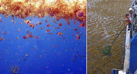 The Sargasso Sea | Stage 4 Water in the World | Scoop.it
