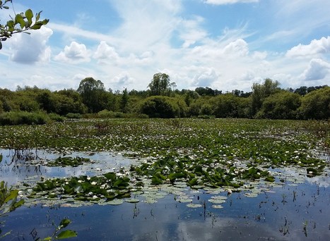 LIFE Anthropofens - Protégeons ensemble les tourbières | Biodiversité | Scoop.it