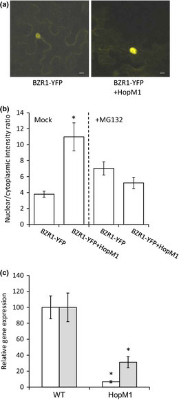 New Phytologist: The bacterial effector HopM1 suppresses PAMP-triggered oxidative burst and stomatal immunity (2013) | Publications from The Sainsbury Laboratory | Scoop.it