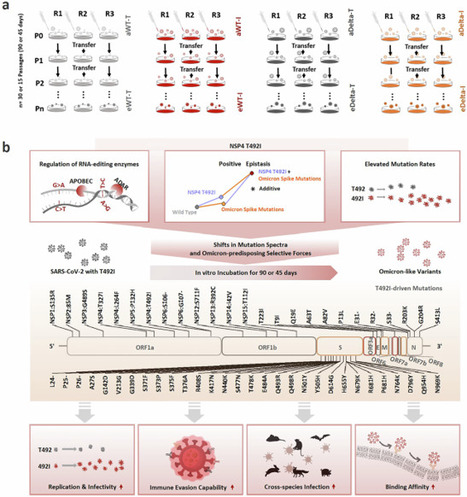 A single mutation may contribute to accelerated evolution of SARS-CoV-2 toward Omicron | Virology News | Scoop.it