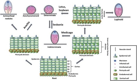 Root Nodule Development in Model Versus Non-canonical Plants | Plant-Microbe Symbiosis | Scoop.it