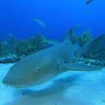 Sharks' Antibodies in Treatment of Breast Cancer | Cancer - Advances, Knowledge, Integrative & Holistic Treatments | Scoop.it