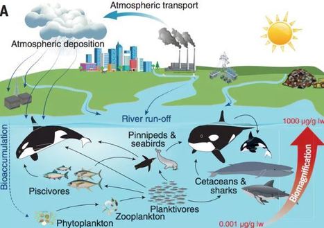 Killer whales: why more than half world's orcas are threatened by leftover industrial chemicals | Coastal Restoration | Scoop.it