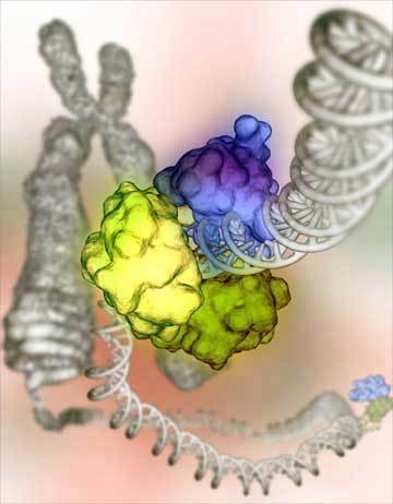 Cancer Scans May Give False Picture of Genes Driving Disease | Amazing Science | Scoop.it