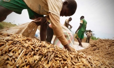 No more rotten crops: six smart inventions to prevent harvest loss | Food & Nutrition Security in East Africa | Scoop.it