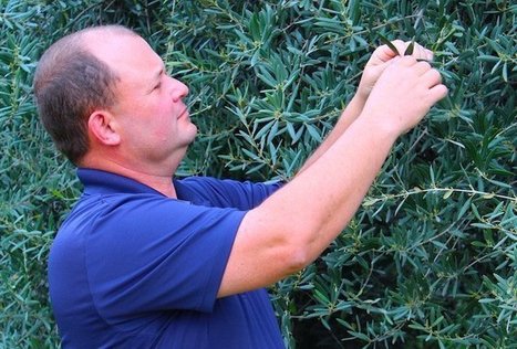 Bad news, good news for California olive growers | OLIVE NEWS | Scoop.it