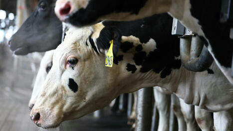 USDA Milk Testing Shows Different Strain of H5N1 Bird Flu in Nevada Dairy Herds | Virus World | Scoop.it