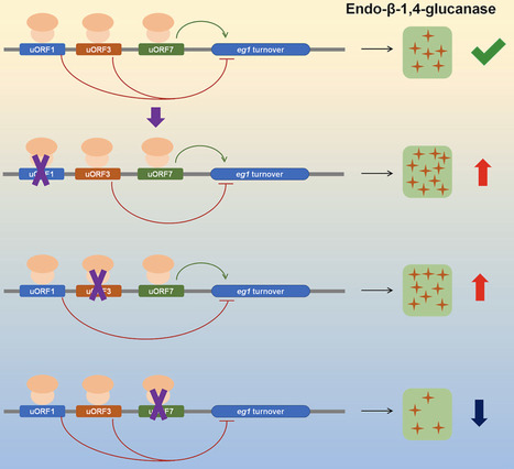 Modifying the upstream open reading frames of cellulase gene enhances cellulase production in Penicillium oxalicum | RMH | Scoop.it