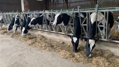 Renouvellement du troupeau laitier : combien de g&eacute;nisses conserver ? | SCIENCES DE L' ANIMAL | Scoop.it