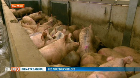 Cet abattoir belge utilise une technique très particulière pour l'étourdissement des animaux | La Gazette des abattoirs | Scoop.it
