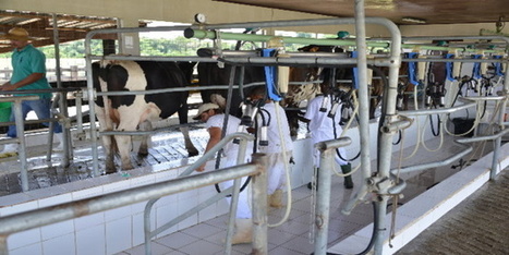 Congo-Brazzaville. Cuvette : la viande bovine des ranches de Kila et d’Olenga bientôt sur le marché | La Gazette des abattoirs | Scoop.it