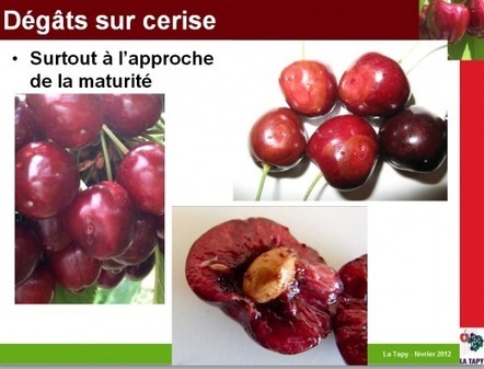 &laquo; Cerise : l&rsquo;incoh&eacute;rence absolue &raquo; (V&eacute;g&eacute;table) - ForumPhyto | HORTICULTURE | Scoop.it