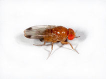 Drosophila suzukii : une mouche asiatique à l'attaque des fruits européens. | EntomoNews | Scoop.it