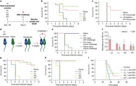 Compartmentalized ocular lymphatic system mediates eye&ndash;brain immunity | NeuroImmunology | Scoop.it