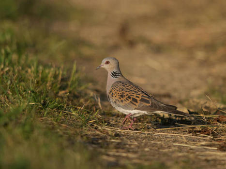 Utilit&eacute; des jach&egrave;res dans la conservation d&rsquo;esp&egrave;ces en mauvais &eacute;tat de conservation : le cas de la tourterelle des bois | Biodiversit&eacute; | Scoop.it