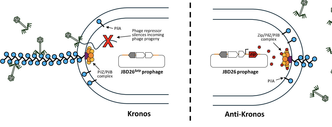 Prophages block cell surface receptors to ensur...