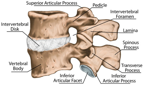 Lumbar Transverse Process Fractures: Science Based | El Paso Back Clinic® • 915-850-0900 | Sports Injuries | Scoop.it