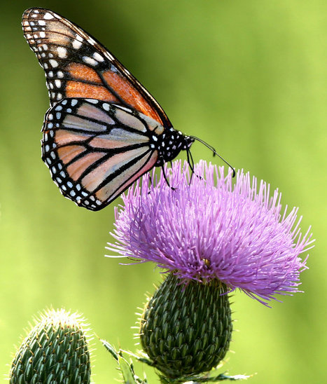 Monarch Butterfly Migration Plunges - The Perfect Storm: GMO Crops, Big Ag & Pesticides | YOUR FOOD, YOUR ENVIRONMENT, YOUR HEALTH: #Biotech #GMOs #Pesticides #Chemicals #FactoryFarms #CAFOs #BigFood | Scoop.it