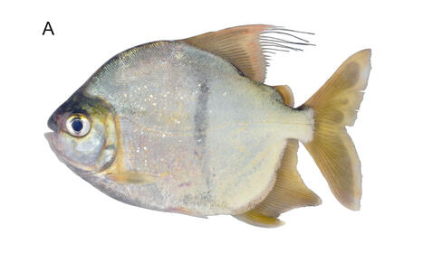 New species of vegetarian piranha found has human-like teeth | RAINFOREST EXPLORER | Scoop.it