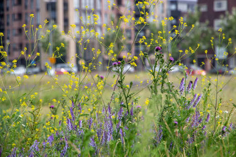 Une charte pour valoriser la biodiversité en milieu urbain | L'actualité de la politique de la ville | Scoop.it